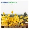 Caribou - Andorra (2007)